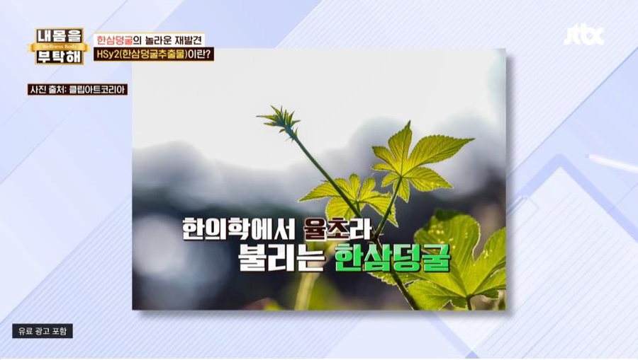 한의학에서 율초라 불리는 한삼덩굴